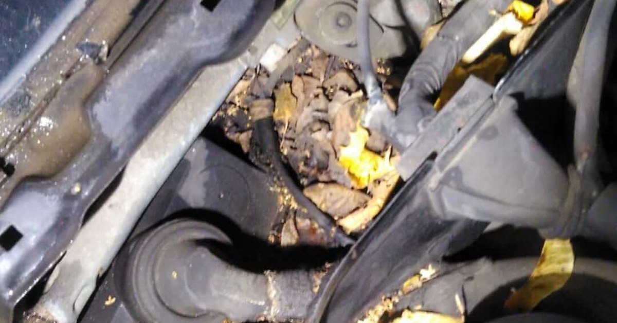 Czyszczenie odpływów w podszybiu